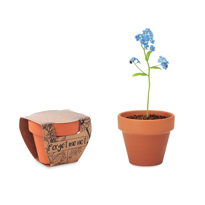 FORGET ME NOT - Terracotta-Topf Vergissmeinnicht