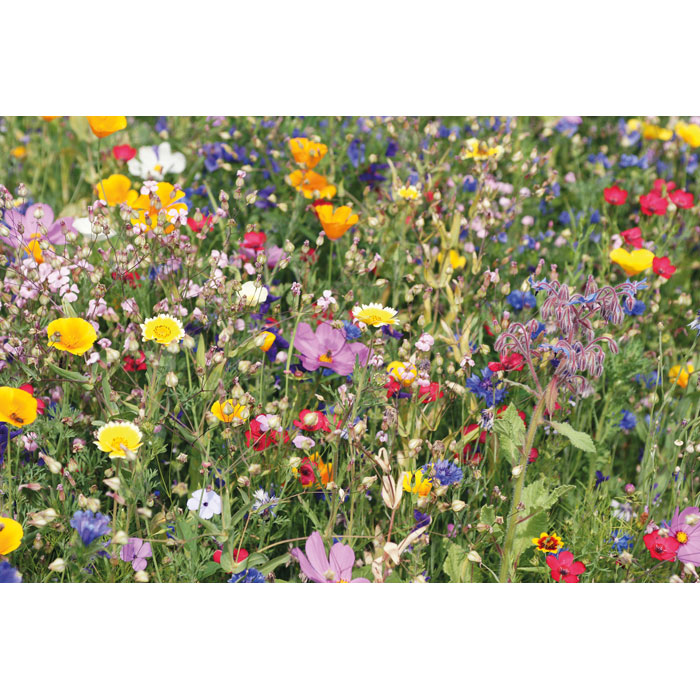 FLOMIX - Samen Sommerblumen