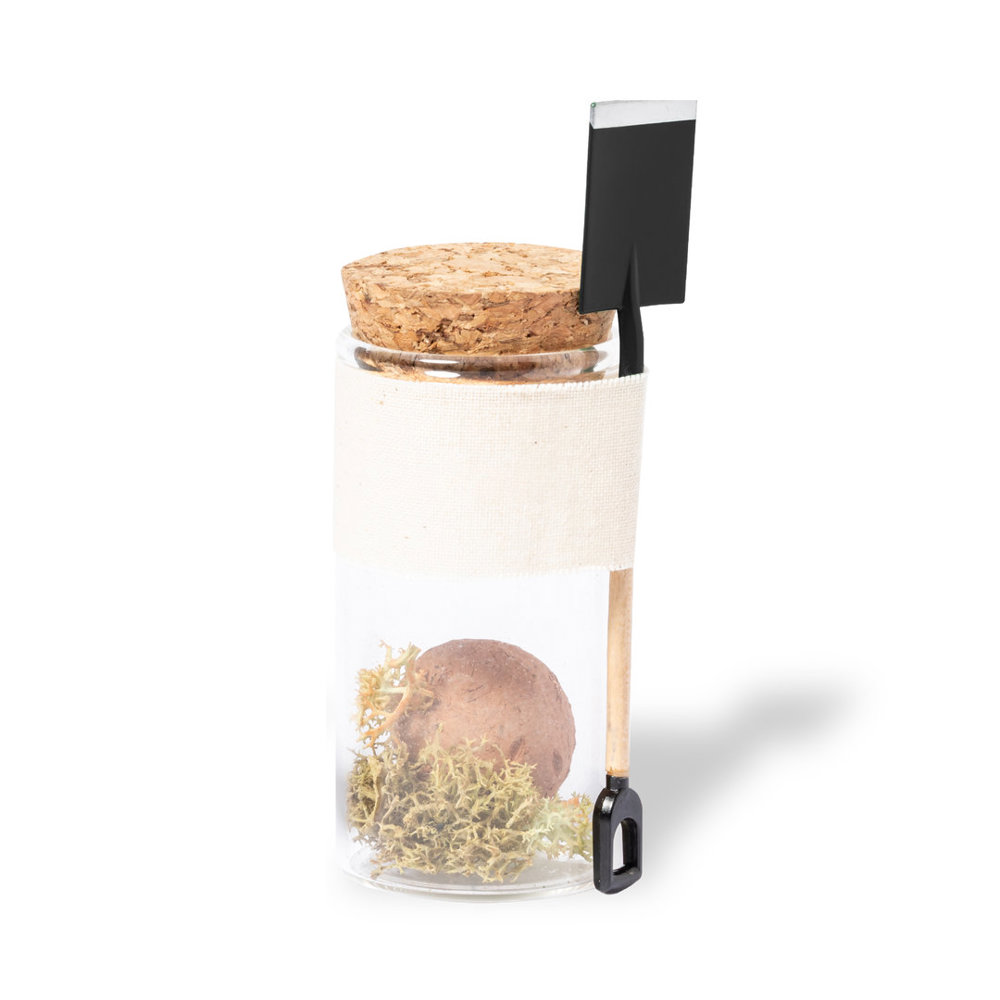 Bonbon-Samen Winsu - B